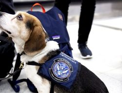 DOGE’s Cuts at the USDA Could Cause US Grocery Prices to Rise and Invasive Species to Spread