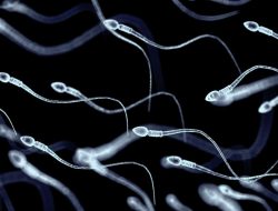 Sperm Stem Cells Were Used for the First Time in an Attempt to Restore Fertility