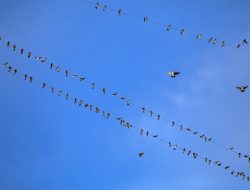 Beyond Bluesky: These are the apps building social experiences on the AT Protocol