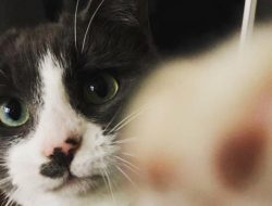 How to Protect Your Cats (and Backyard Chickens) From Bird Flu