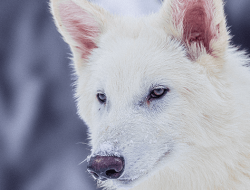 Scientists Claim to Have Brought Back the Dire Wolf