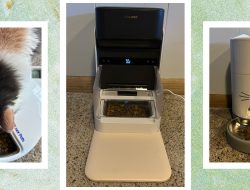 These 8 Automatic Cat Feeders Were the Best We Tested